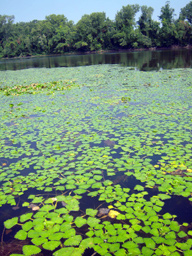 Water Chestnut Invasive Aquatic plants Connecticut