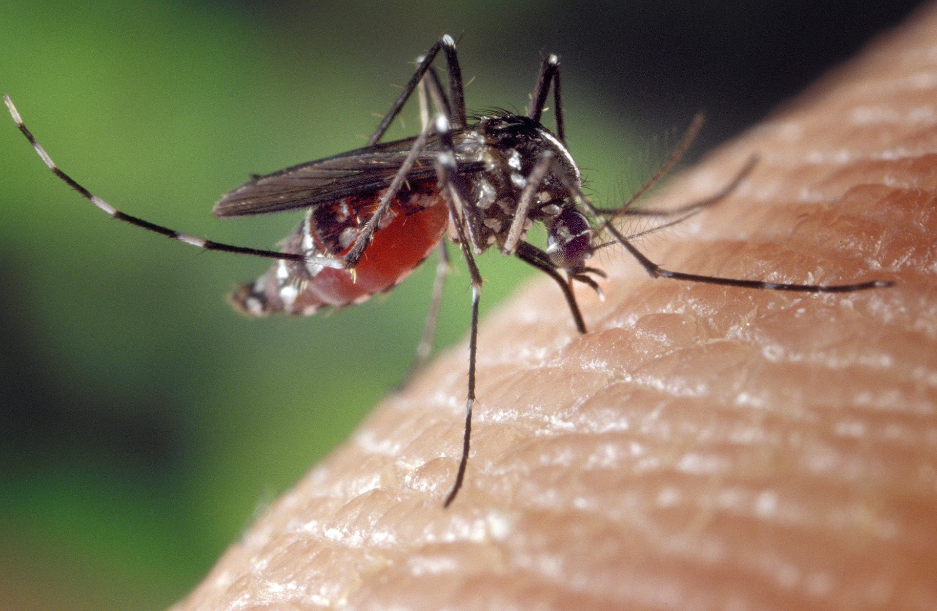 aedes albopictus mosquito control connecticut